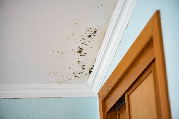 Best White Mold Remediation in Reedurban, OH