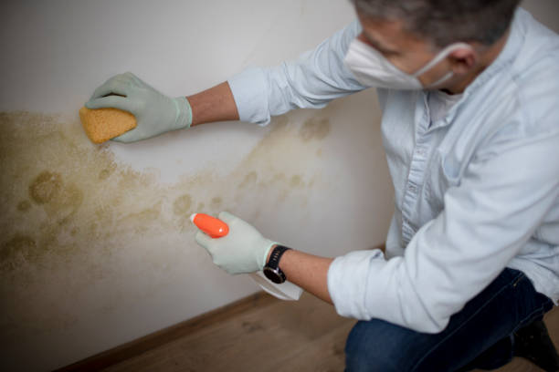 Best DIY Mold Remediation Support Services in Reedurban, OH