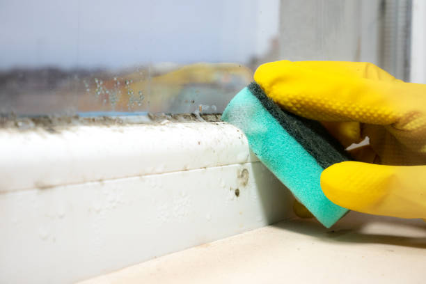 Best Industrial Mold Remediation in Reedurban, OH
