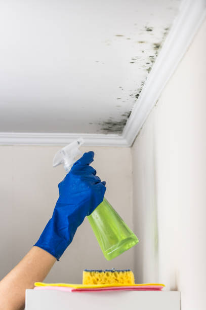 Best Emergency Mold Remediation in Reedurban, OH