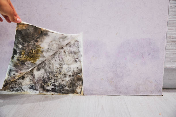 Best Post-Flood Mold Remediation in Reedurban, OH